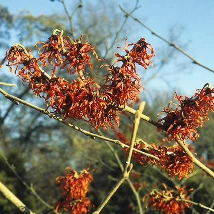 Toverhazelaar (Hamamelis Intermedia 'Diane') 2 Toverhazelaar (Hamamelis Intermedia 'Diane') - Afbeelding 2