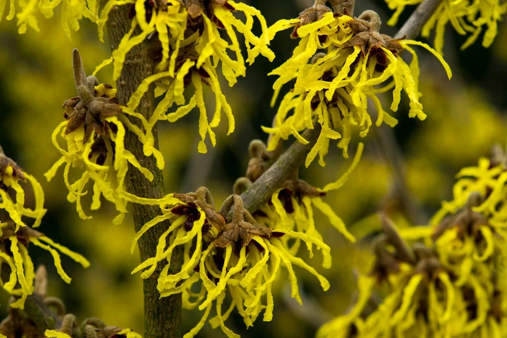Toverhazelaar (Hamamelis Intermedia 'Arnold Promise') 1 Toverhazelaar (Hamamelis Intermedia 'Arnold Promise')