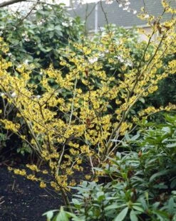 Nieuwe uitgaven -Green Roots Exporteren Winkel hamamelis mollis 1