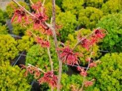Toverhazelaar (Hamamelis Intermedia 'Ruby Glow') -Green Roots Exporteren Winkel hamamelisrubyglow02a
