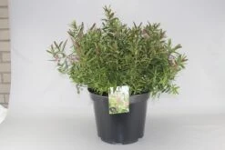 Hebe (Hebe 'Great Orme') -Green Roots Exporteren Winkel hebe great orme c10 2