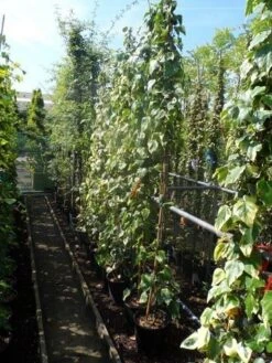 Kaukasische Klimop (Hedera Colchica 'Dentata Variegata') -Green Roots Exporteren Winkel hedera colchica dentata variegata 175 200 c10 1