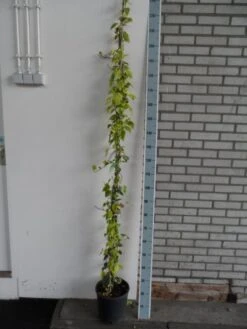 Kaukasische Klimop (Hedera Colchica 'Dentata Variegata') -Green Roots Exporteren Winkel hedera colchica dentata variegata 175 200 c10