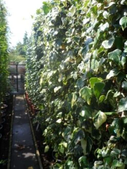 Kaukasische Klimop (Hedera Colchica 'Dentata Variegata') -Green Roots Exporteren Winkel hedera colchica dentata variegata 200 250 c15 3