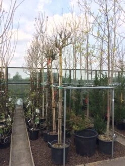 Altheastruik Als Boom (Hibiscus Syriacus 'Oiseau Blue') -Green Roots Exporteren Winkel hibiscus 1