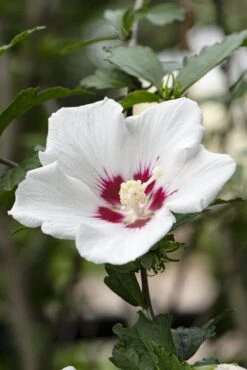 Altheastruik Op Stam (Hibiscus Syriacus 'Red Heart') -Green Roots Exporteren Winkel hibiscus redheartv01 1