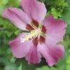 Altheastruik Op Stam (Hibiscus Syriacus 'Woodbridge')