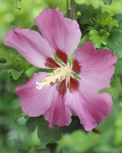 Altheastruik Op Stam (Hibiscus Syriacus 'Woodbridge')