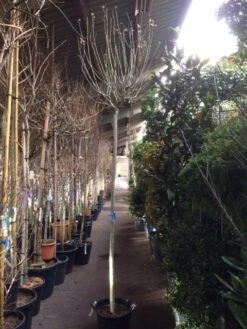 Altheastruik Als Boom (Hibiscus Syriacus 'Oiseau Blue') 11 Altheastruik Als Boom (Hibiscus Syriacus 'Oiseau Blue') -Green Roots Exporteren Winkel hibiscus oiseau blue 1214 2 1