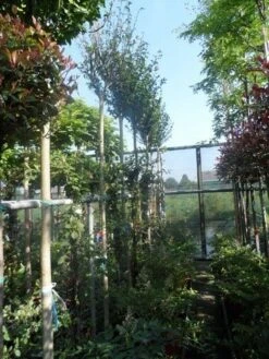 Altheastruik Als Boom (Hibiscus Syriacus 'Oiseau Blue') 9 Altheastruik Als Boom (Hibiscus Syriacus 'Oiseau Blue') -Green Roots Exporteren Winkel hibiscus syriacus in soorten 10 12ho cont