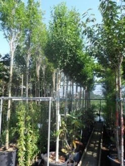 Altheastruik Als Boom (Hibiscus Syriacus 'Oiseau Blue') -Green Roots Exporteren Winkel hibiscus syriacus oiseau bleu 12 14ho cont 1