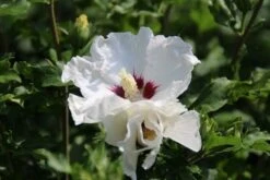 Altheastruik Op Stam (Hibiscus Syriacus 'Red Heart') -Green Roots Exporteren Winkel hibiscus syriacus red heart