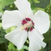 Altheastruik Op Stam (Hibiscus Syriacus 'Red Heart')