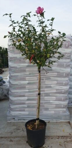 Altheastruik Op Stam (Hibiscus Syriacus 'Woodbridge') 5 Altheastruik Op Stam (Hibiscus Syriacus 'Woodbridge') -Green Roots Exporteren Winkel hibiscus woodbridge