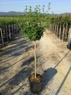 Altheastruik Als Halfstam (Hibiscus Syriacus 'Hamabo') 7 Altheastruik Als Halfstam (Hibiscus Syriacus 'Hamabo') -Green Roots Exporteren Winkel hibiscushamabohalfstam02