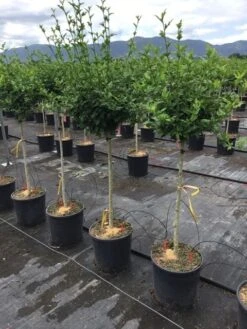 Altheastruik Als Halfstam (Hibiscus Syriacus 'Hamabo') 6 Altheastruik Als Halfstam (Hibiscus Syriacus 'Hamabo') -Green Roots Exporteren Winkel hibiscushamabohalfstam03