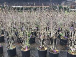 Altheastruik (Hibiscus Syriacus 'Purple Ruffles') -Green Roots Exporteren Winkel hibiscuspurpleruffles02