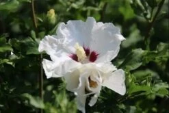 Altheastruik Als Boom (Hibiscus Syriacus 'Red Heart') -Green Roots Exporteren Winkel hibiscussyriacus redheart03b 1 1