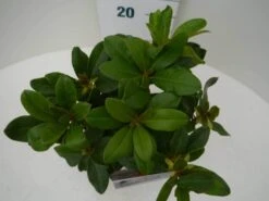 Rhododendron (Rhododendron 'Horizon Monarch') -Green Roots Exporteren Winkel hor. monarch c2 boven