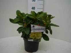 Rhododendron (Rhododendron 'Horizon Monarch') -Green Roots Exporteren Winkel hor. monarch c2 voor 1