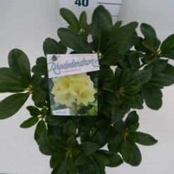 Rhododendron (Rhododendron 'Horizon Monarch') -Green Roots Exporteren Winkel hor. monarch c5 boven 1