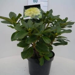 Rhododendron (Rhododendron 'Horizon Monarch') -Green Roots Exporteren Winkel hor. monarch c5 voor