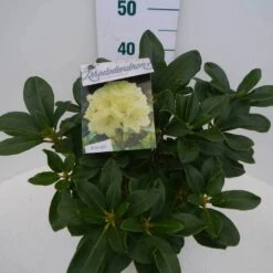 Rhododendron (Rhododendron 'Horizon Monarch') -Green Roots Exporteren Winkel hor. monarch c5 zij 1