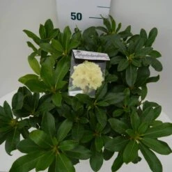 Rhododendron (Rhododendron 'Horizon Monarch') -Green Roots Exporteren Winkel hor monarch c7.5 boven