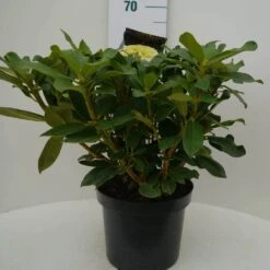Rhododendron (Rhododendron 'Horizon Monarch') -Green Roots Exporteren Winkel hor monarch c7.5 voor 1