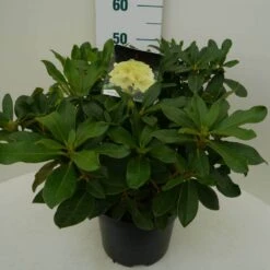Rhododendron (Rhododendron 'Horizon Monarch') -Green Roots Exporteren Winkel hor monarch c7.5 zij