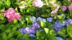 Hortensia (Hydrangea 'Endless Summer' Blauw) -Green Roots Exporteren Winkel hortensia endless summer 1