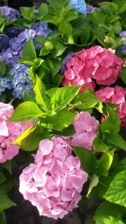Hortensia (Hydrangea 'Endless Summer' Blauw) -Green Roots Exporteren Winkel hortensia endless summer 2 1