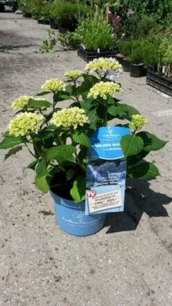 Hortensia (Hydrangea 'Endless Summer' Blauw) -Green Roots Exporteren Winkel hortensia endless summer 3 1