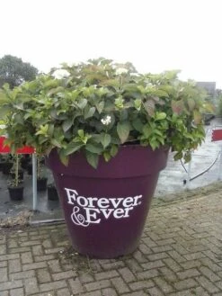 Hortensia Blauw (Hydrangea 'Forever&Ever') -Green Roots Exporteren Winkel hortensia forever ever 1