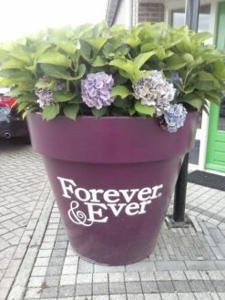 Hortensia Blauw (Hydrangea 'Forever&Ever') 12 Hortensia Blauw (Hydrangea 'Forever&Ever') -Green Roots Exporteren Winkel hortensia forever ever 2 1