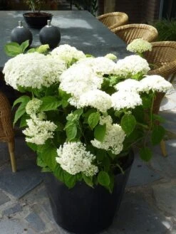 Hortensia (Hydrangea 'Strong Annabelle') -Green Roots Exporteren Winkel hydrangea arb incrediball 2