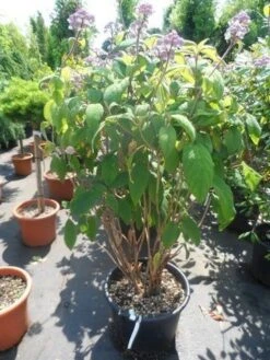 Fluweelhortensia (Hydrangea Aspera 'Macrophylla') -Green Roots Exporteren Winkel hydrangea aspera macrophylla 125 150 175 c50