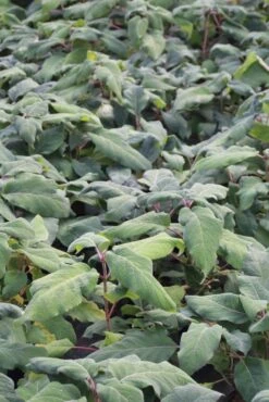 Fluweelhortensia (Hydrangea Aspera 'Macrophylla') -Green Roots Exporteren Winkel hydrangea aspera macrophylla 1