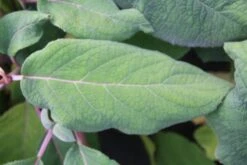 Fluweelhortensia (Hydrangea Aspera 'Macrophylla') -Green Roots Exporteren Winkel hydrangea aspera macrophylla 2