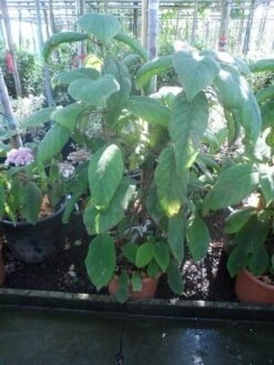 Fluweelhortensia (Hydrangea Aspera 'Sargentiana') -Green Roots Exporteren Winkel hydrangea aspera sargentiana 60 80 100 c15