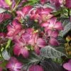 Hortensia (Hydrangea Black Diamonds Dark Angel Purple)