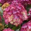 Hortensia (Hydrangea Black Diamonds Red Angel Purple)