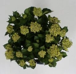 Hortensia Blue Ballad (Hydrangea 'Music Collection') -Green Roots Exporteren Winkel hydrangea blue ballad c5 4 2