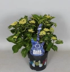 Hortensia Blue Boogiewoogie (Hydrangea 'Music Collection') 7 Hortensia Blue Boogiewoogie (Hydrangea 'Music Collection') -Green Roots Exporteren Winkel hydrangea blue boogiewoogie 3 1 1