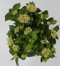 Hortensia Blue Boogiewoogie (Hydrangea 'Music Collection') 6 Hortensia Blue Boogiewoogie (Hydrangea 'Music Collection') -Green Roots Exporteren Winkel hydrangea blue boogiewoogie 4 1