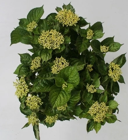 Hortensia Blue Boogiewoogie (Hydrangea 'Music Collection') 3 Hortensia Blue Boogiewoogie (Hydrangea 'Music Collection') - Afbeelding 3