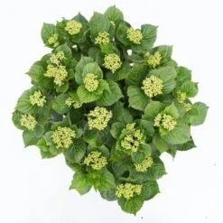 Hortensia Deep Purple Dance (Hydrangea 'Music Collection') 9 Hortensia Deep Purple Dance (Hydrangea 'Music Collection') -Green Roots Exporteren Winkel hydrangea deep purple dance c5 3