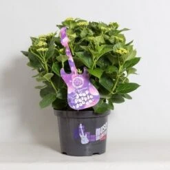 Hortensia Deep Purple Dance (Hydrangea 'Music Collection') 8 Hortensia Deep Purple Dance (Hydrangea 'Music Collection') -Green Roots Exporteren Winkel hydrangea deep purple dance c5 4 1