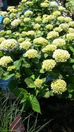 Hortensia (Hydrangea 'Endless Summer The Bride') 7 Hortensia (Hydrangea 'Endless Summer The Bride') -Green Roots Exporteren Winkel hydrangea endless summer 1