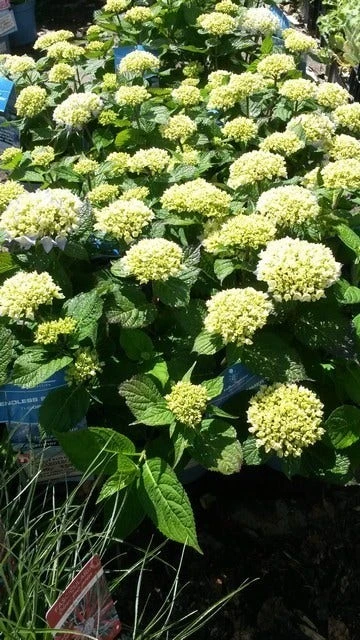 Hortensia (Hydrangea 'Endless Summer The Bride') 3 Hortensia (Hydrangea 'Endless Summer The Bride') - Afbeelding 3